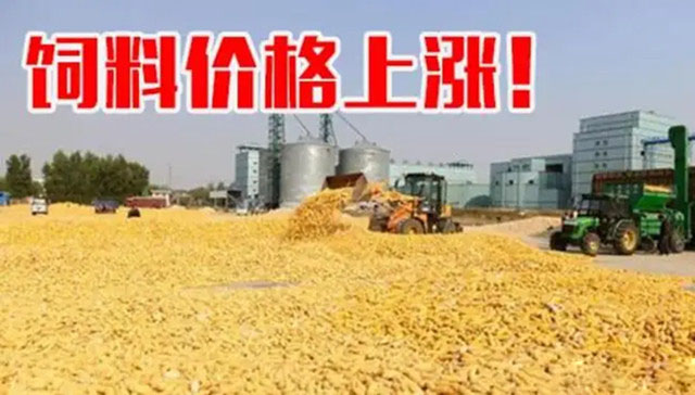 饲料价格